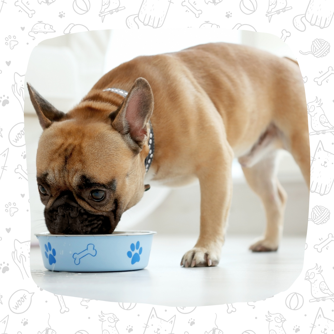 PACK 5Kg MONOPROTEICA VACUNO 500g (PERROS ALERGICOS)