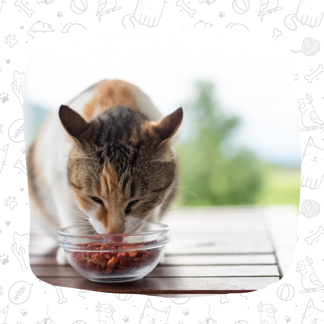 CAJA RECETA BALANCEADA PARA GATOS NATIVO